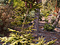 Picea orientalis Skylands IMG_5076 (VALENTA) Świerk kaukaski